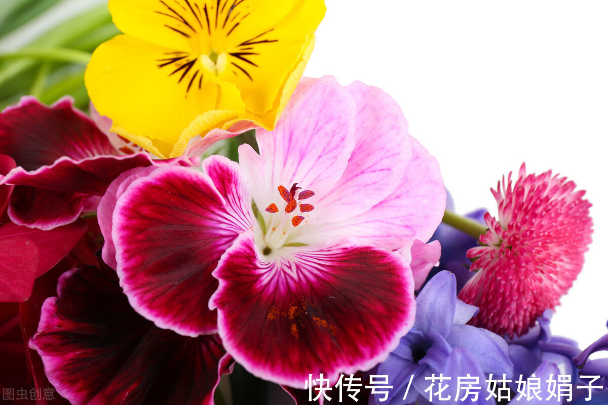 丽格海棠|4种比较难养的花,只有掌握好养护方法,才能枝叶茂盛、花满盆