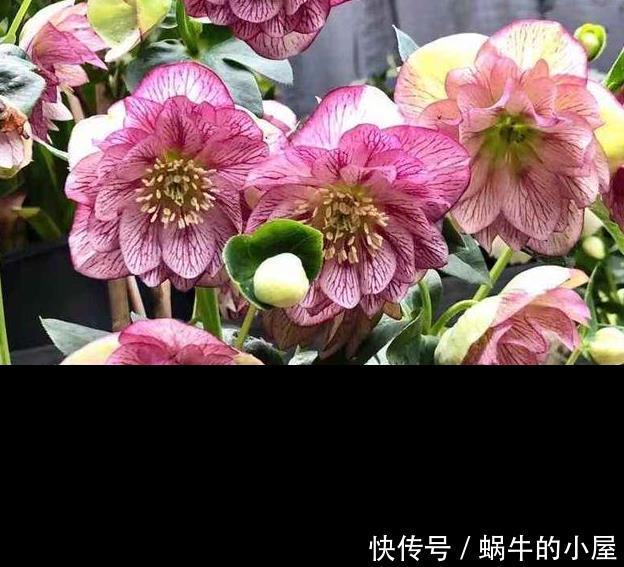 被名字耽误的“三种花”,颜值高又皮实,放角落也能自己长