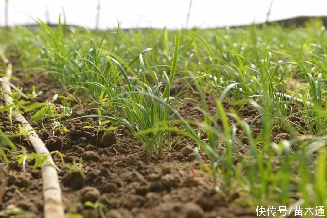  韭菜为什么不能用作绿化草坪？困扰多年的疑问终于解决了