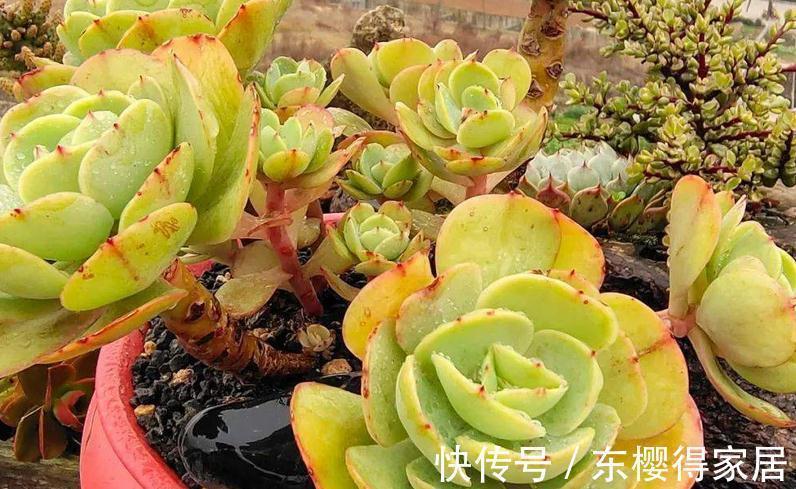 浇水是个难点,没有摸清这些要求,多肉烂根黄叶、没精神
