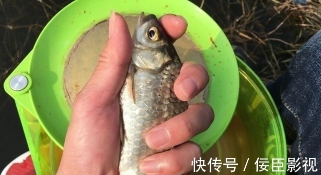 钓位|野河钓不到半斤以上的鲫鱼?不是水里没鱼,可能是鱼太多了!