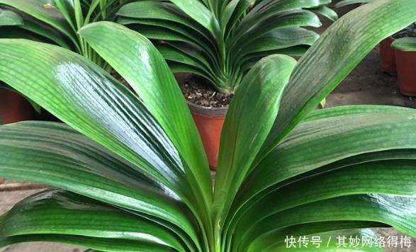 鲜艳|养君子兰,浇1杯“营养液”,7天冒花苞,花朵鲜艳,越长越美!