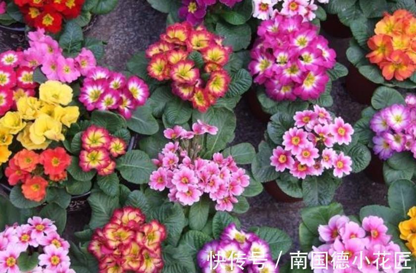 5种漂亮花,皮实好养又耐寒,现在养一盆正当时,冬天开出小花园
