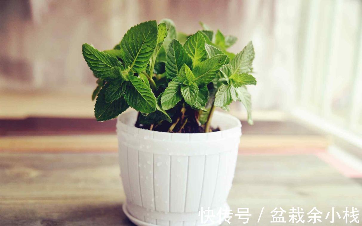 养成片|为什么薄荷值得养？价格低、成活率高，新人栽种轻松养成片