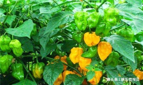 黃青蕉|人到中年，堅持常吃4種食物，降壓減脂，養護血管，抗衰老