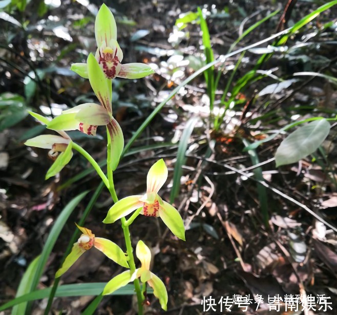 服盆期|新手养兰,学会“3多3少”,兰花长得旺、常爆盆、开花多