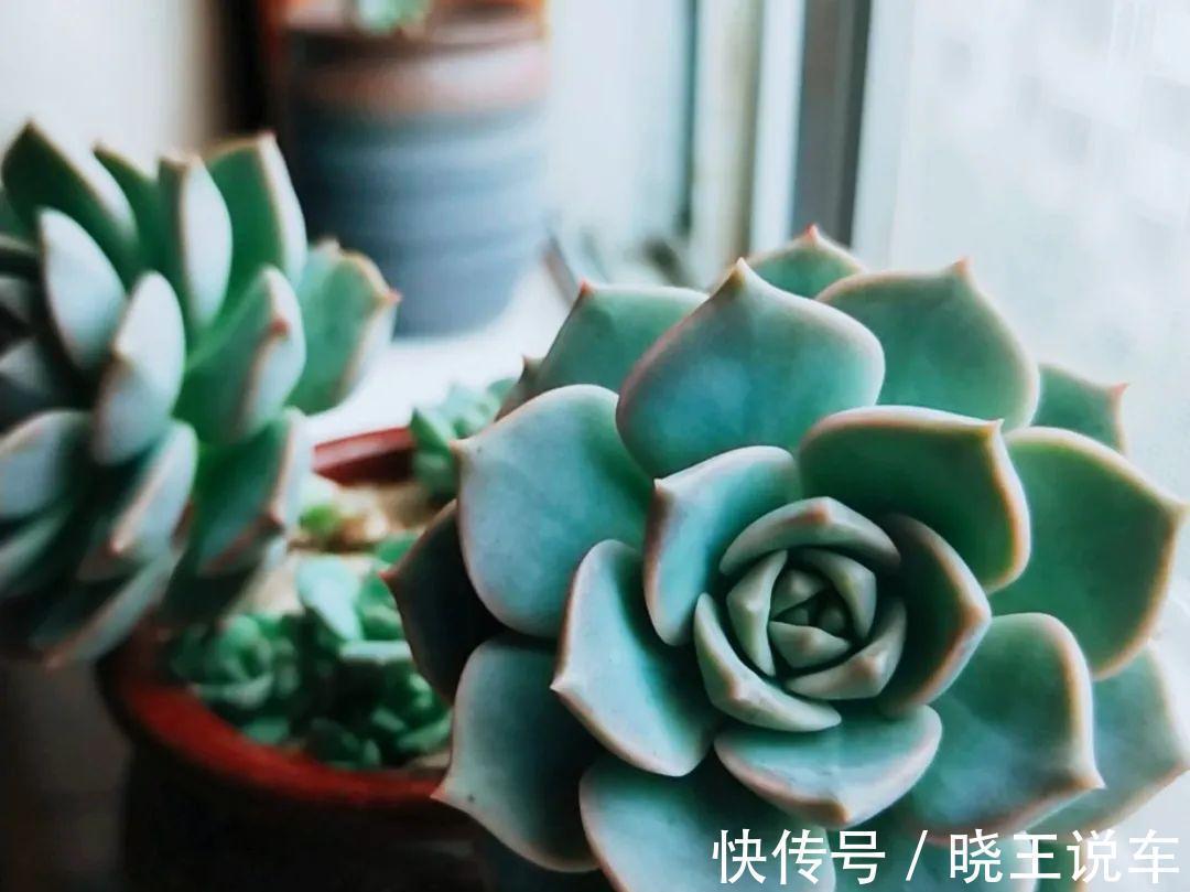 冬天多肉也难养,做到三多三少,状态不减也美艳