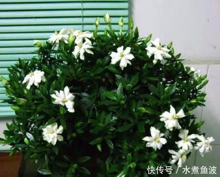 肥料|不要再扔掉这个东西了,往花盆里加一个花就多了,叶子绿了,比花强10倍