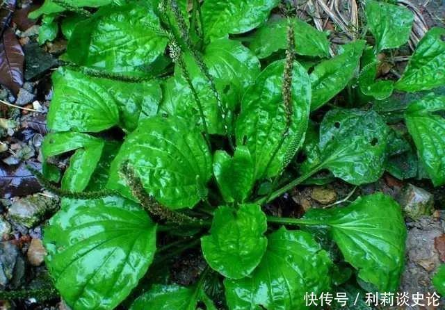 那些年吃过的野菜!农村真正的野味!