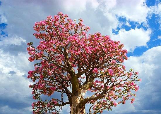 沙漠玫瑰养好并不难，做好一点，小盆栽也能变成“参天大树”！