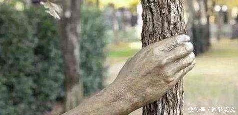大自然|世界上最“有力”的手,紧握树干长达半个世纪,一直都没有松开过