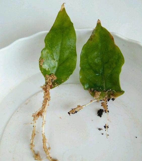 漂亮的花用剪碎的叶片,都能插活一大盆,谁说扦插难