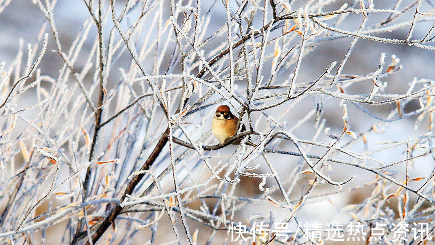 霜雪|中俄边境小城额尔古纳市迎来今年首场雾凇景观