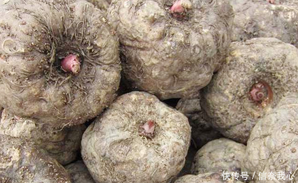 苦瓜|糖尿病“福音”，别嫌它丑，是“天然胰岛素”，常吃血糖稳易长寿