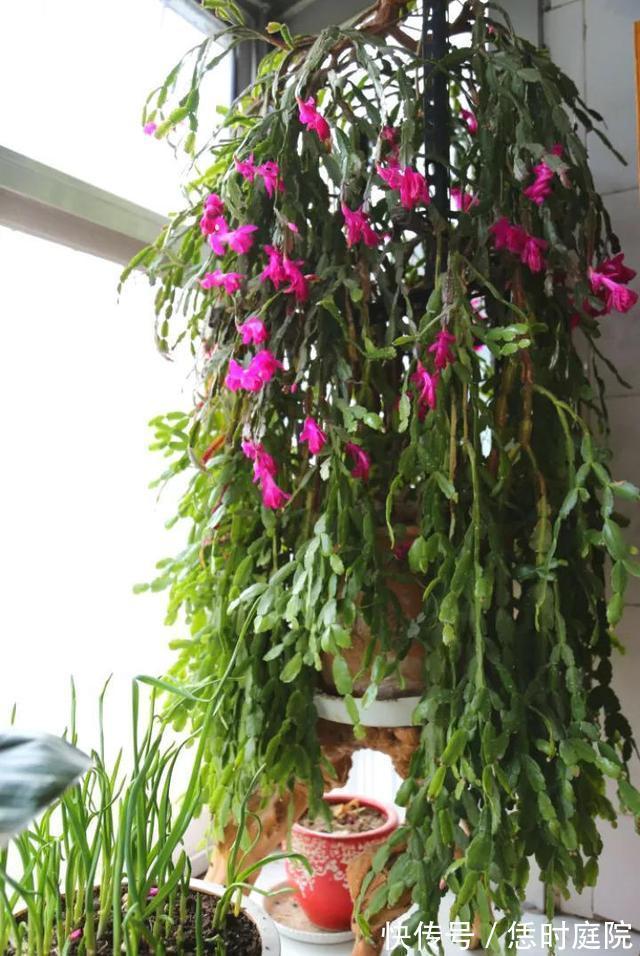 果皮|“嘴馋”的蟹爪兰,就喜欢2种酸,浇一点蹭蹭长,花期早开花