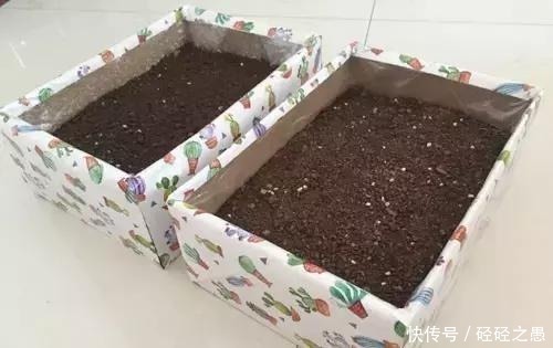 鞋盒原来也是养花一绝,能栽花种菜和沤肥,又省了好几百块钱!