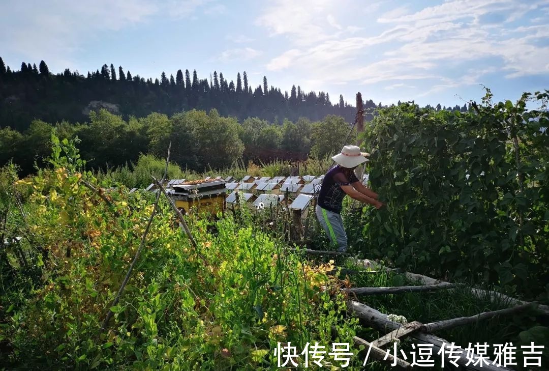 新疆|新疆天山下居住着一对夫妻，老家江苏本是兵团后代，今以养蜂为生