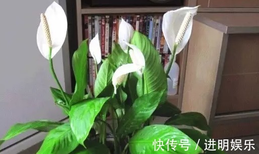 养殖|想要办公室养眼有亮色,这几种“必种”植物不能少,你有吗