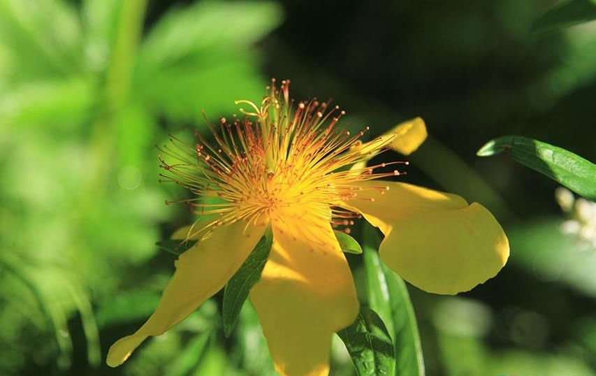  蔡松|轻如红豆排冰雪，一拂新鹅色更奇