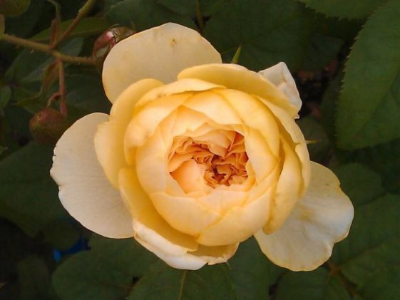 养这些月季,花开花色妖艳,花香四溢,开出的花又大又艳