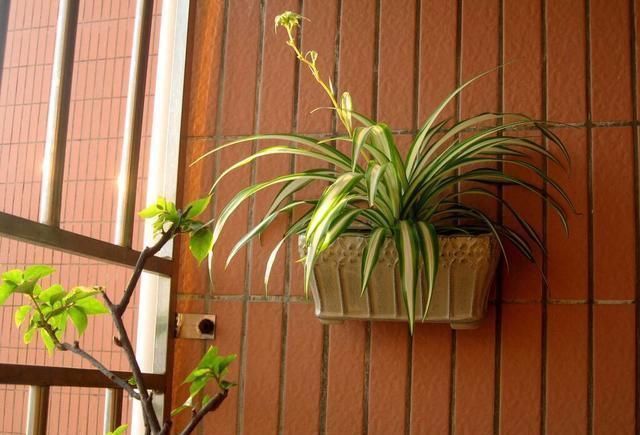 爆盆|吊兰放在家中哪个位置摆放在“3个地方”,一天一个样,长爆盆