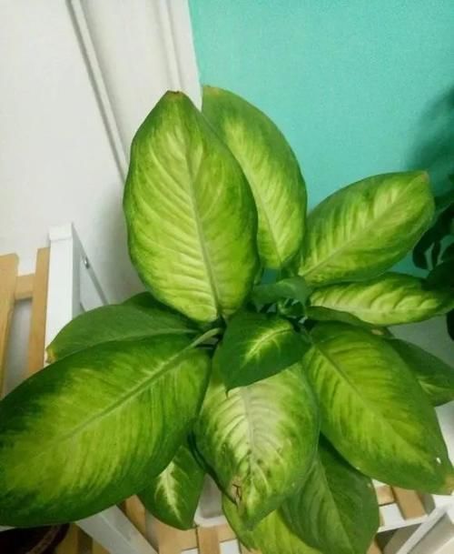 适合放在窗台的小型绿植，带有清香味，摆在窗台上，逼格十足