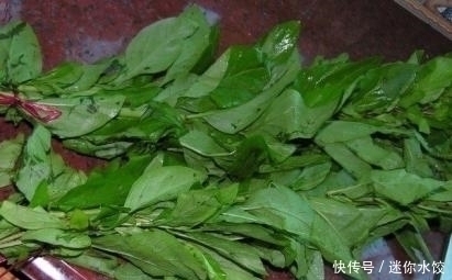 保护肝脏|平常不惹人注意的菜，还是一味药材，竟能保护肝脏，清理血管毒素