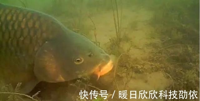 效果|钓鱼遇到这三种鱼情,要学会放口,比主动抓口的效果更好