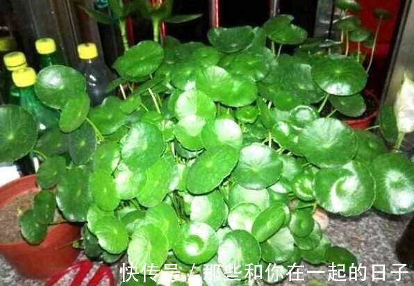 6种寓意美好的“树”,家里养上几盆,旺财又镇宅,年年发大财!