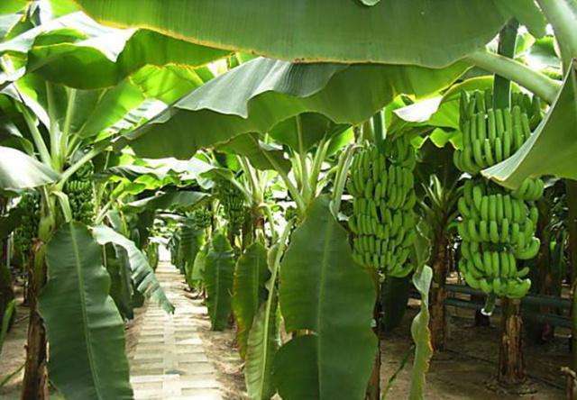 香蕉|香蕉虽好,但是否能多吃呢对人体有什么好处