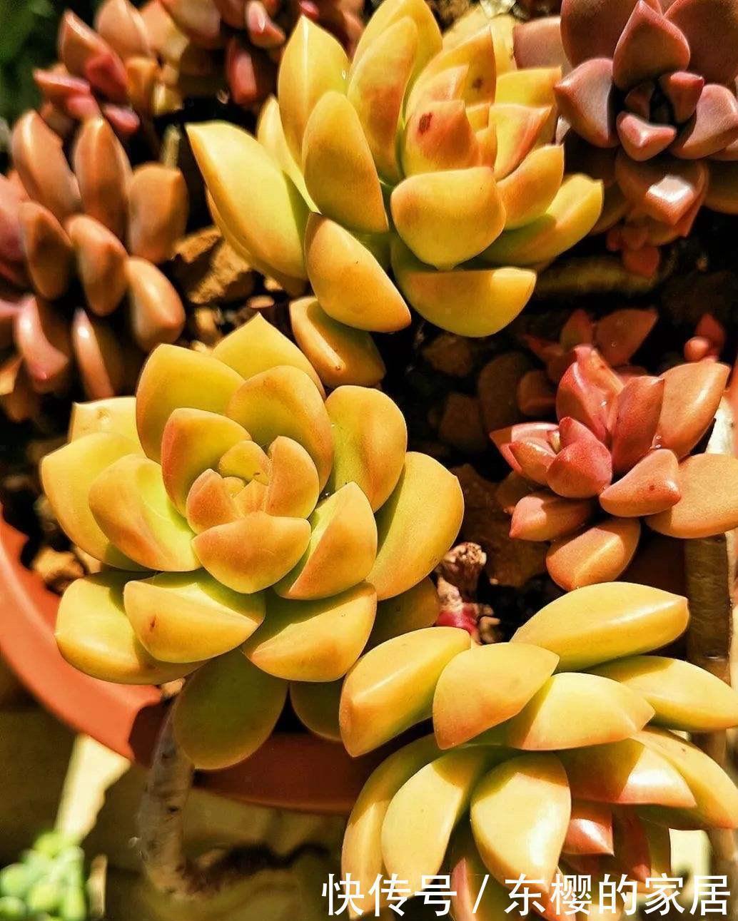 很好养活的3种“多肉”,养出群生养成老桩,真的很美