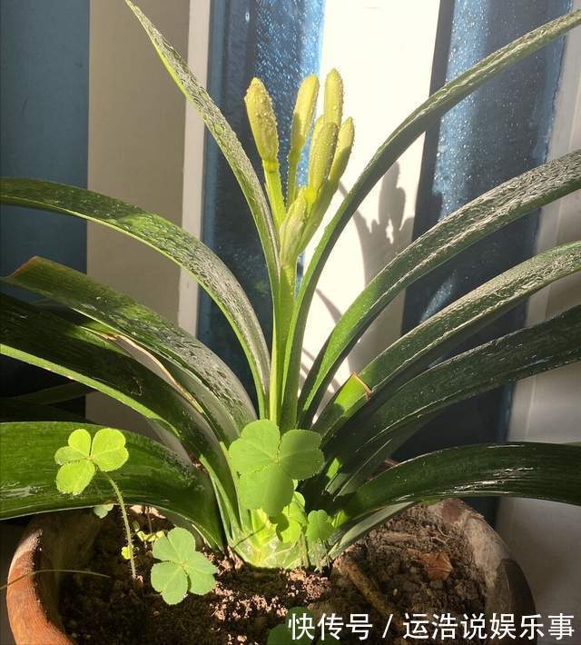 君子兰一直长不好,跟“换盆”有关系,很多人都做错了
