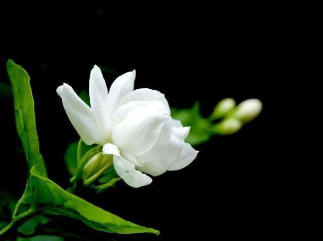 夏季花卉扦插难成活，这两种花不怕，一个月就能生根发芽！