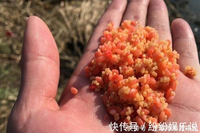 山楂片|好用的鱼饵不仅是蚯蚓,这几种常见物料做饵料,效果不比它差