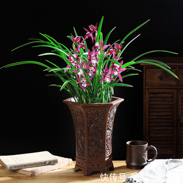 贵妃兰应该怎么养