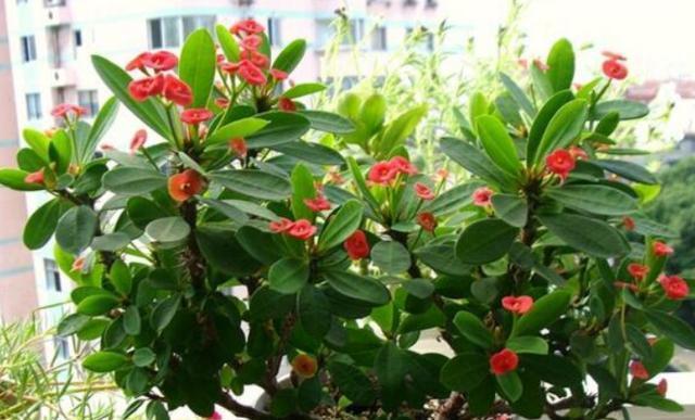 还在用酱油浇虎刺梅难怪黄叶长势弱，3点才是养好它的关键！