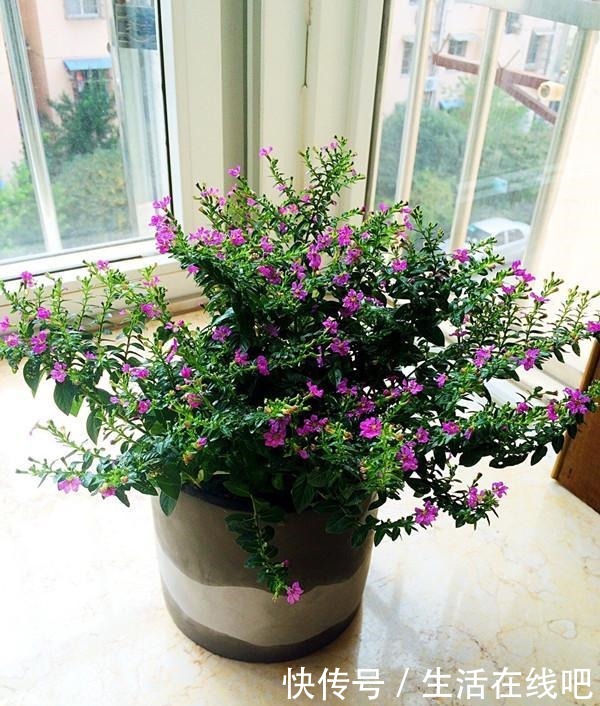 此植物花期超级长，全年开花，花多易爆盆，养护容易，室内也能养！