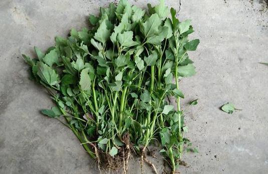 膳食纤维|最常见的一种野菜，可祛湿、解毒、除口臭、有效解决便秘！