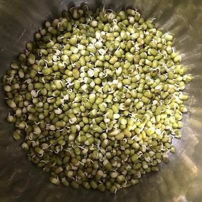 豆芽粉|绿豆芽成长记