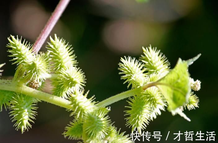 寻骨风|中药没有毒副作用?真不是,这些中药是“双刃剑”,会伤肾损肝?