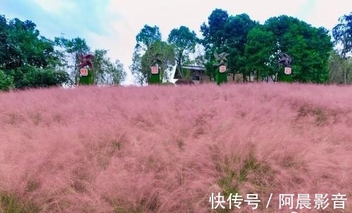 花海|一大片粉色花海来袭，秋天在主城也能打卡粉黛乱子草