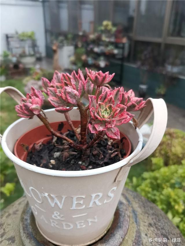 拈花一笑为红颜,无奈雨霾非吾恋