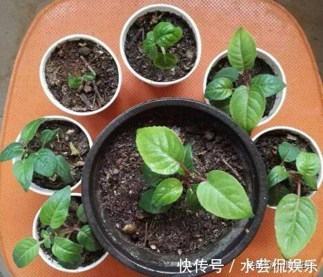 绿萝|比绿萝还漂亮的花，一个枝泡水里，10天长根，喜庆好看，一开99朵