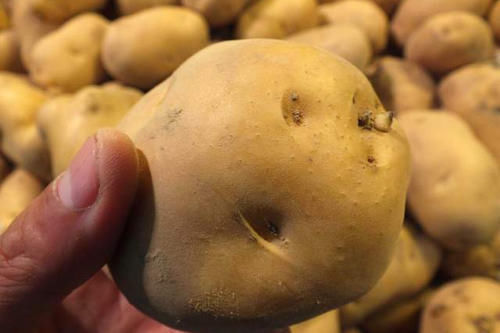 保存|保存土豆原来这么简单,老农教您一诀窍,放久了不发芽也不变色