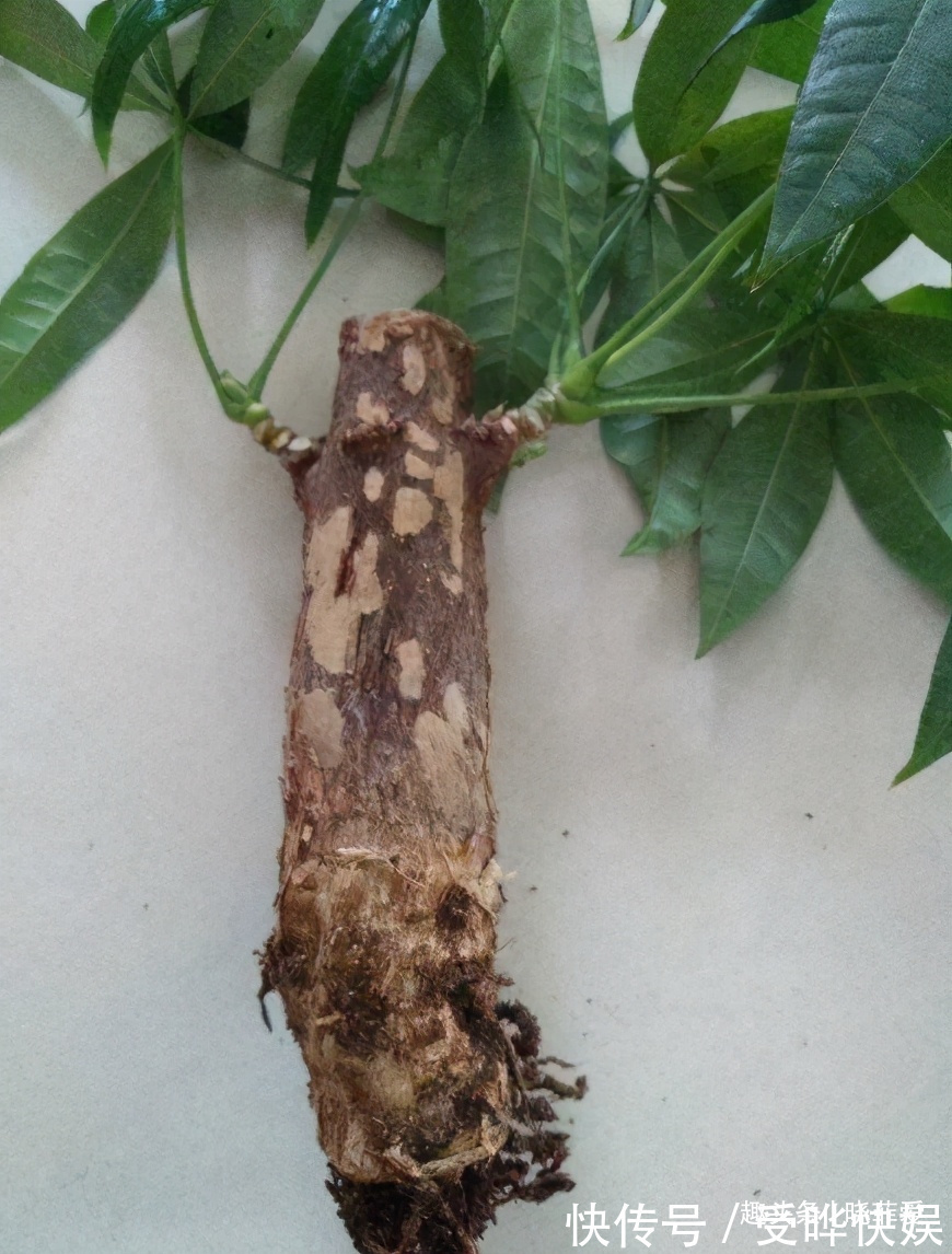 新根|4种“吉利花”,被水浇死了不要扔,简单处理又能长满盆