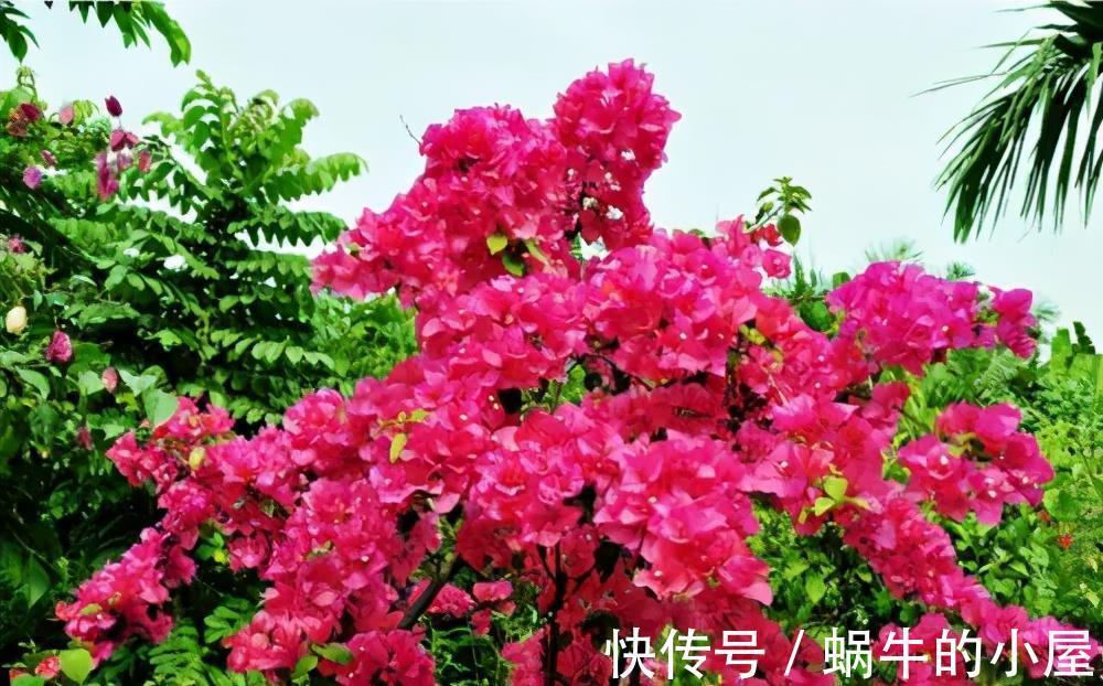 复合肥|5种漂亮花,7月养一盆正当时,越热开得越旺盛,花苞砰砰满枝头