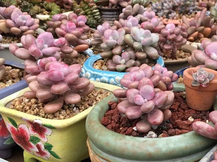 置身于美丽的多肉花园，我就是那快乐无比的多肉园丁！