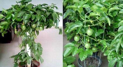 发芽|吃水果时挖一勺子,洗洗扔盆里,20天发芽成盆栽,结的果子吃不完