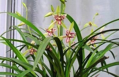 兰花|兰花很难养掌握“5点”小技巧,枝叶长不停,开花一茬又一茬