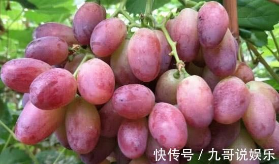 核桃|此物被称为天然“安胎药”,孕妇多吃,益智安胎,孩子更聪明